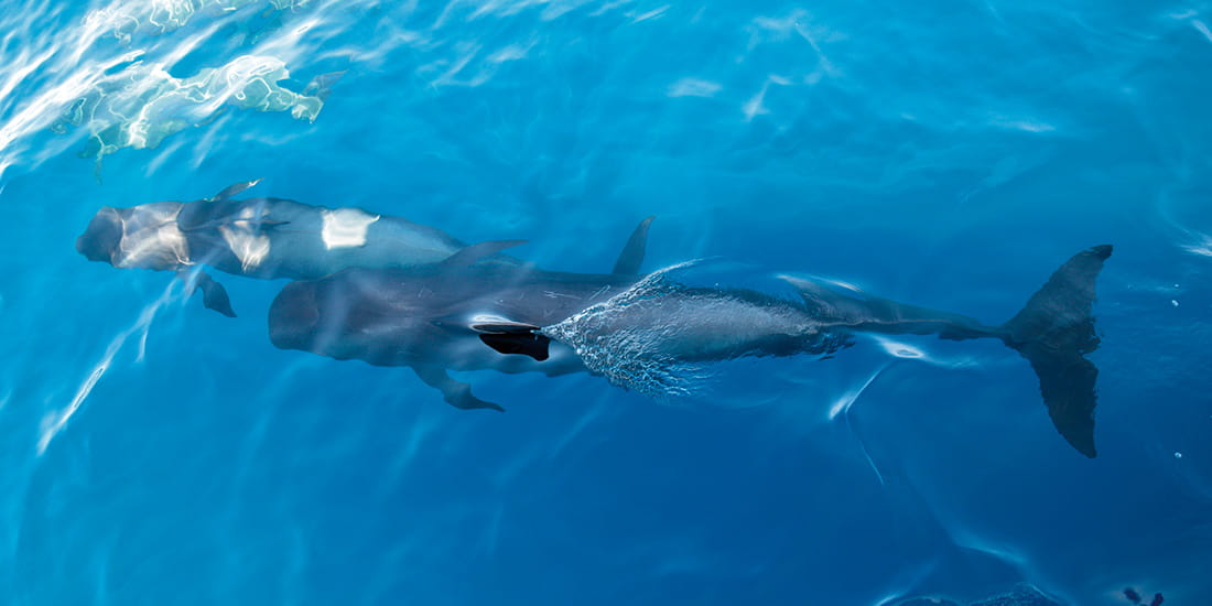 Watch for Pilot Whales near La Gomera